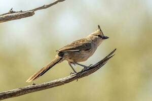 Chiming Wedgebill in Australia photo