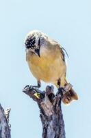 Yellow-rumped Thornbill in Australia photo