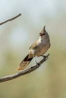 Chiming Wedgebill in Australia photo