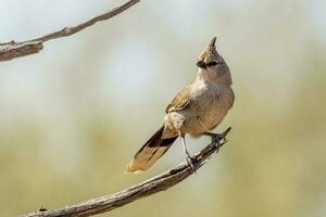 Chiming Wedgebill in Australia photo