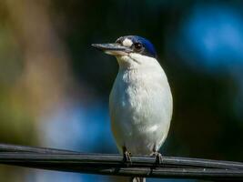 Forest Kingfisher in Australia photo