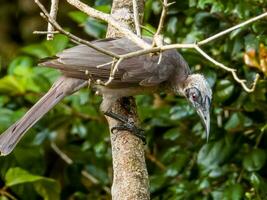 Helmeted Friarbird in Australia photo