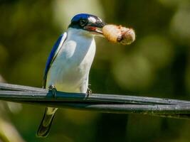 Forest Kingfisher in Australia photo