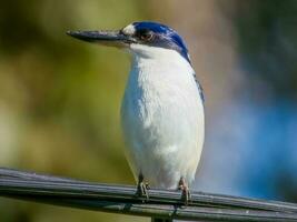 Forest Kingfisher in Australia photo