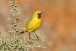 Orange Chat in Australia photo