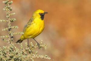 Orange Chat in Australia photo