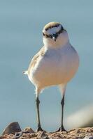 Red-capped Plover in Australia photo