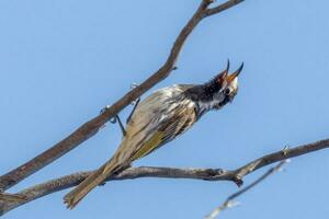 White-fronted Honeyeater in Australia photo