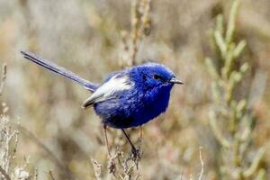 White-winged Fairywren in Australia photo