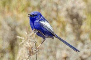 White-winged Fairywren in Australia photo