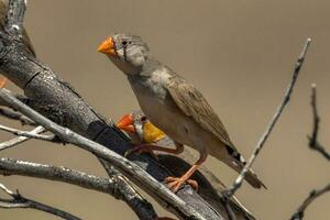 Zebra Finch in Australia photo