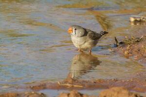 Zebra Finch in Australia photo