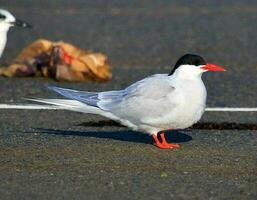 ártico golondrina de mar en nuevo Zelanda foto