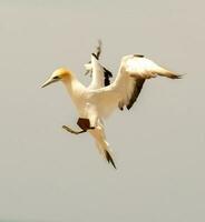 Australasian Gannet in New Zealand photo