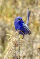 White-winged Fairywren in Australia photo