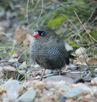 Beautiful Firetail in Australia photo