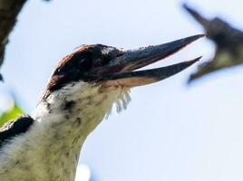 Collared Kingfisher in Australia photo