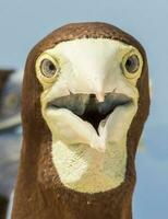 Brown Booby in Australia photo