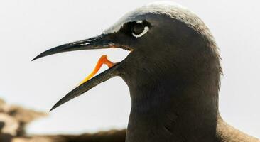 Common Noddy in Australia photo