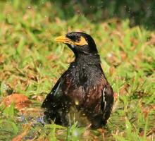 Common Mynah in Australia photo