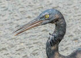 Eastern Reef Egret photo