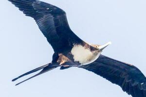 genial Pájaro de fragata en Australia foto