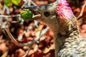 Great Bowerbird in Australia photo