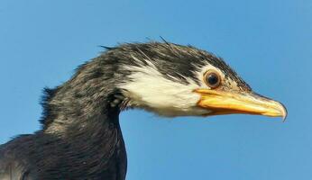 Little Shag in New Zealand photo