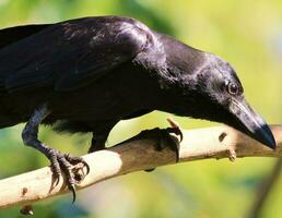 Large-billed Crow in Thailand photo