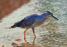 Little Heron in Cambodia photo