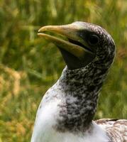 Masked Booby in Australia photo