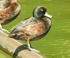 nuevo Zelanda botín Pato foto