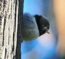 North Island Tomtit photo