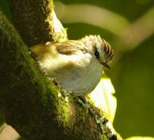 North Island Rifleman photo