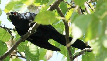 Pacífico Koel en Australia foto