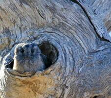 Owlet Nightjar in Australia photo