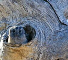 mochuelo Nightjar en Australia foto