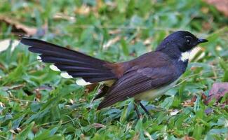 Pied Fantail in Thailand photo