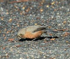 Rock Warbler in Australia photo