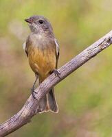 Rufous Whistler in Australia photo