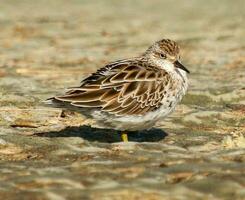 Sharp-tailed Sandpiper in New Zealand photo