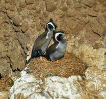 Spotted Shag in New Zealand photo