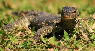 Water Monitor in Thailand photo