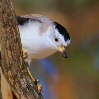 variado sitella en Australia foto