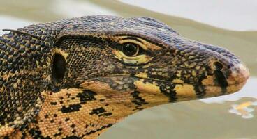 Water Monitor in Thailand photo