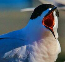 de frente blanca golondrina de mar en nuevo Zelanda foto