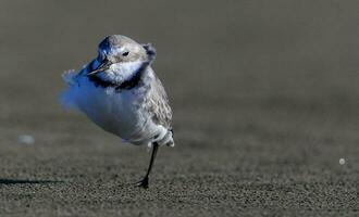 Wrybill in New Zealand photo