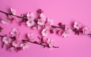 Dreamy cherry blossoms as a natural border, studio isolated on pure background, panorama format created with technology. photo