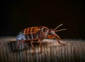 Bedbug Cimex lectularius isolated on background created with Generative AI technology. photo
