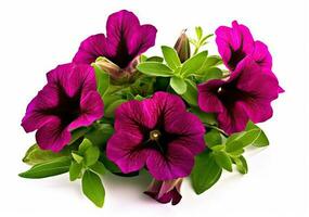 Bright magenta petunia in blooms closeup isolated on white background created with Generative AI technology. photo
